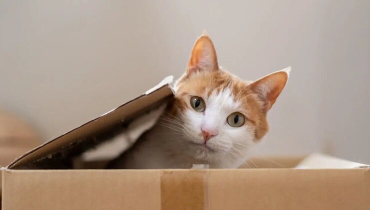 Bilim insanları cevapladı: Kediler mırıldarken ne anlatıyor?