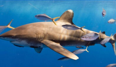 Bilim insanlarını şaşırtan eylem; köpekbalıkları yemeklerini paylaşıyor