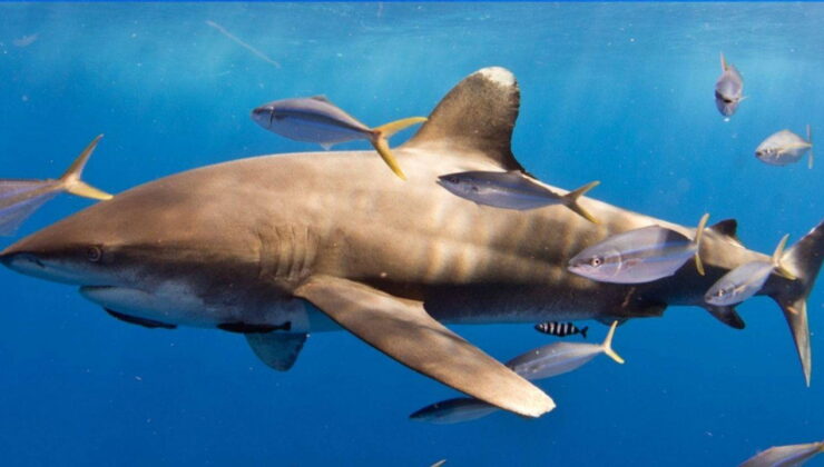 Bilim insanlarını şaşırtan eylem; köpekbalıkları yemeklerini paylaşıyor