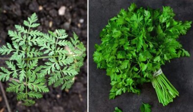 Bu bitkiye dikkat: Maydanoz’a benziyor ama çok zehirli!