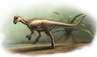 Bu köpek büyüklüğündeki dinozor yaklaşık 150 milyon yıl önce yaşadı