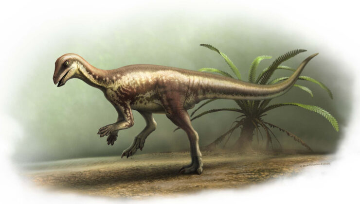 Bu köpek büyüklüğündeki dinozor yaklaşık 150 milyon yıl önce yaşadı