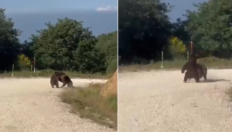 Bursa’da yolun ortasında güreşe tutuşan ayılar, uçurumdan yuvarlandı