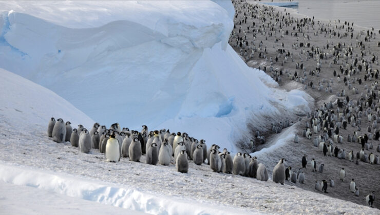 Buzlar eriyince Antarktika’daki imparator penguen nüfusu yüzde 22 azaldı
