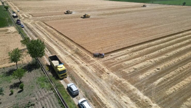 Çal’da sarı altın hasadı havadan görüntülendi: 2 bin dekarlık alana ekiliyor…