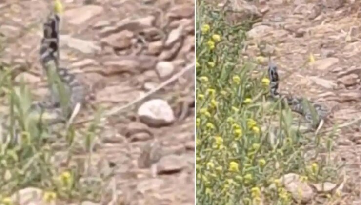 Çanakkale’de yılanların ‘çiftleşme dansı’ kamerada