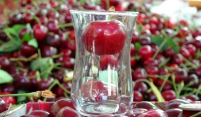 Çay bardağına sığmıyor: Lapseki’de hasat başladı….