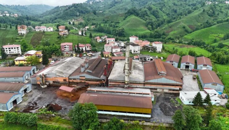 Çay fabrikasının bacasından çıkan kömür tozları çay bahçelerine yağıyor
