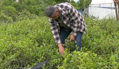 Çay kontenjanı yarıya düşürüldü