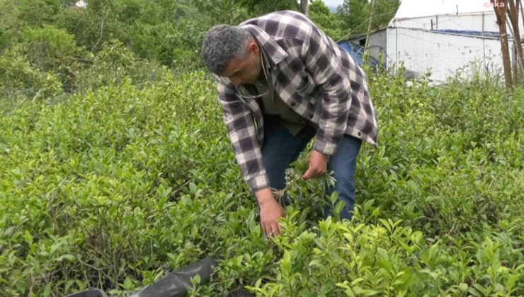 Çay kontenjanı yarıya düşürüldü