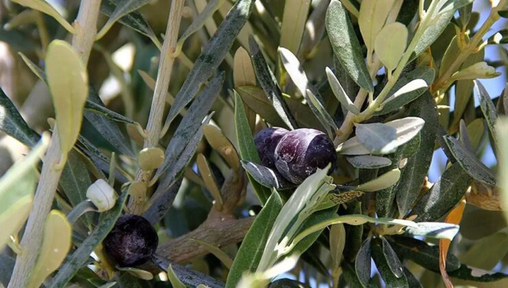 CHP’den iktidara ‘zeytin ağacı’ tepkisi: ‘Sermaye grubunun eline teslim ettirmeyeceğiz!’