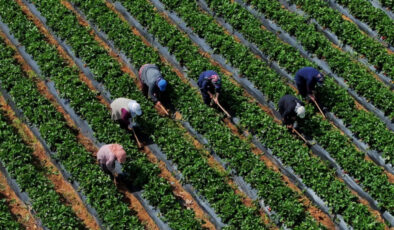 Çiftçilere 5,5 milyar lira destek ödemesi bugün yapılacak