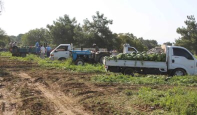 Çukurova’dan sonra Türkiye’nin gözü burada: Hasadı 10 gün gecikti! Pazarcılar gün doğmadan sıraya giriyor