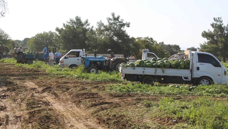 Çukurova’dan sonra Türkiye’nin gözü burada: Hasadı 10 gün gecikti! Pazarcılar gün doğmadan sıraya giriyor