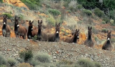 Datça’da eşeklerin toplatılmasına tepki: Belediye’den açıklama geldi