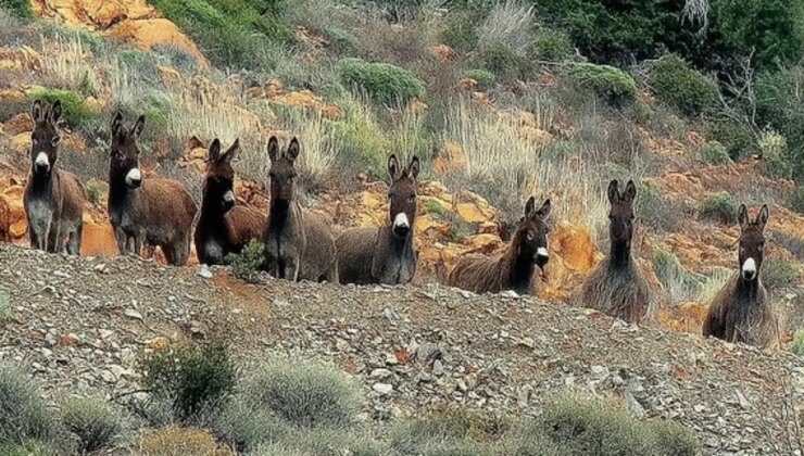 Datça’da eşeklerin toplatılmasına tepki: Belediye’den açıklama geldi