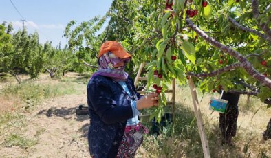 Demirci’de hasat sabahın ilk ışıkları ile başlıyor! Dış piyasada 300, iç piyasada 150 TL…