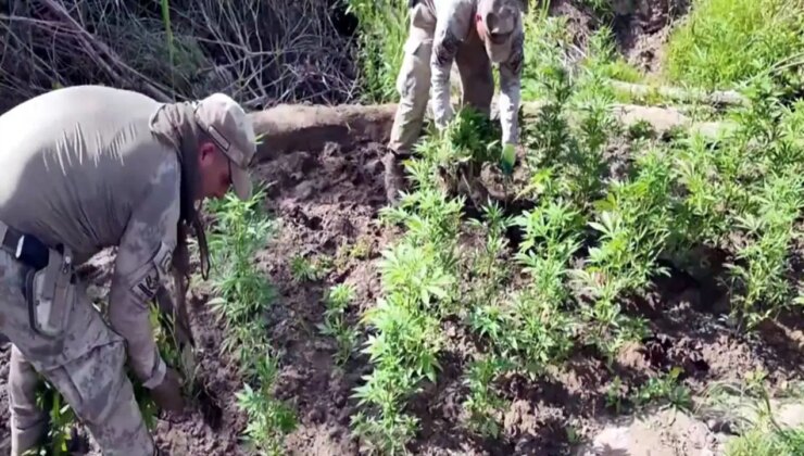 Diyarbakır’da 12,3 milyon kök kenevir ve skunk ele geçirildi; 22 tutuklama