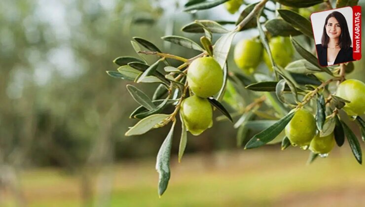 Doğal hayatın madene çevrilmesine yol açacak düzenleme 11’inci kez gündemde: Zeytinlerin idam fermanı