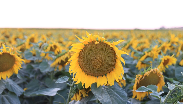 Edirne köylerinde sulama devrimi: Yılda iki ürünle çiftçinin yüzü gülüyor
