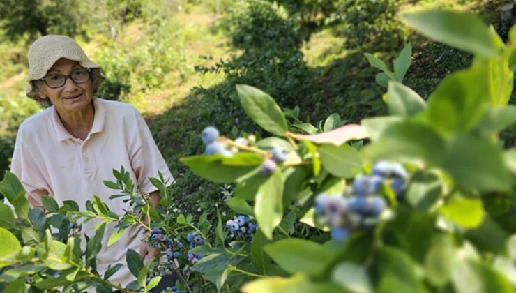 Emekli doktor, tüm birikimini bu meyveyi yetiştirmek için harcadı: 500 kilo hasat etti!