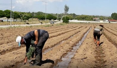Erciş’in tescilli lezetti: Hasadı ekim ayında yapılacak!