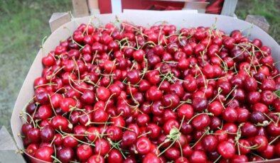 Erzincan’da hasat başladı: 4 bin 75 ton mahsul…