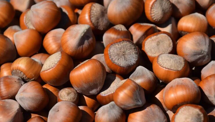 Fındıkta rekor zirai don kaybı: ‘Fiyatı şimdiden 130 liradan…’