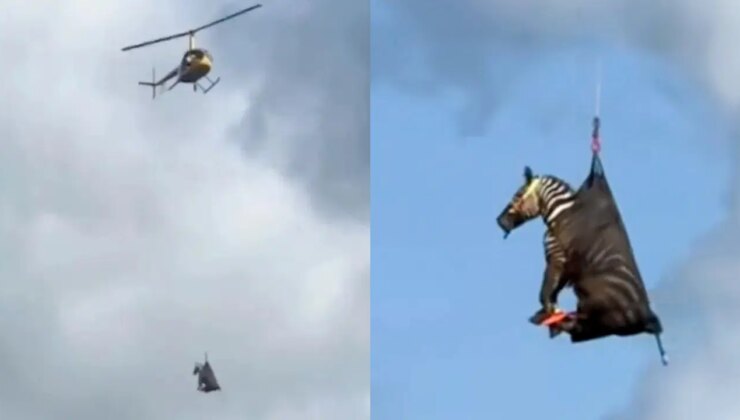 Firari zebra helikopterle yakalandı