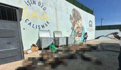 Gebze’de hayvan katliamına ilişkin 7 kamu görevlisi hakkında soruşturma izni verilmedi