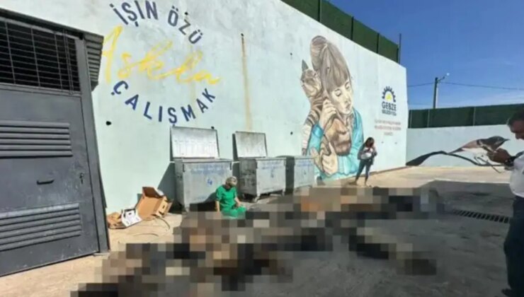 Gebze’de hayvan katliamına ilişkin 7 kamu görevlisi hakkında soruşturma izni verilmedi