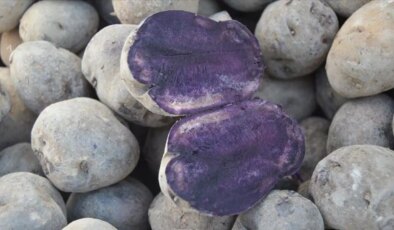 Gurbetten köyüne döndü! Ağrı’da üretimi 5 katına çıkardı