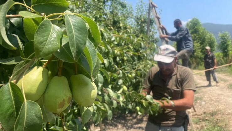 Gürsu’da hasat için geri sayım başladı: 45 ton rekolte bekleniyor…