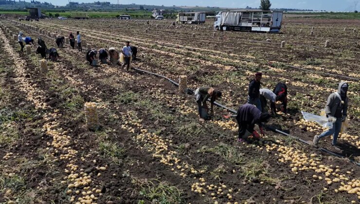 Hasadı sürerken fiyatı geriledi: Bu sezonda 165 bin ton rekolte bekleniyor..