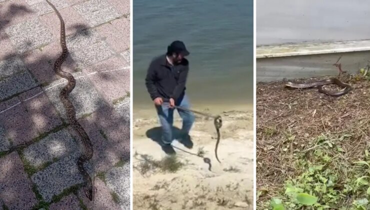 Havalar ısınınca ortaya çıktı: İstanbul’da 7 ilçede yılan paniği!