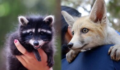 Hayvan kreşinde bakılan Venüs ve Latte büyüyor