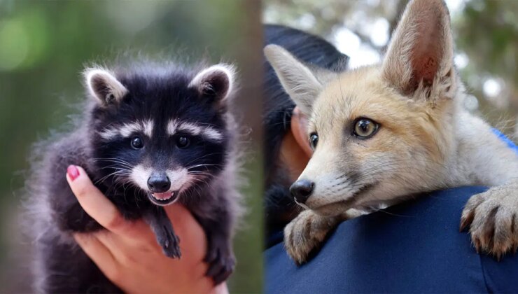 Hayvan kreşinde bakılan Venüs ve Latte büyüyor