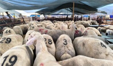 Hayvancılık yapan yurttaş: ‘İlk çıktığında emekli ikramiyesi bir kurbanlık alıyordu, şimdi dörtte birini bile karşılamıyor’