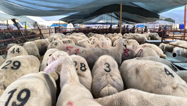 Hayvancılık yapan yurttaş: ‘İlk çıktığında emekli ikramiyesi bir kurbanlık alıyordu, şimdi dörtte birini bile karşılamıyor’