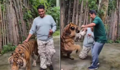 Hint turist, fotoğraf çektirmek istediği kaplanın saldırısına uğradı