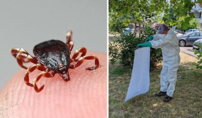 İBB’den kenelere karşı yaz mesaisi: İstanbul’da durum ne?