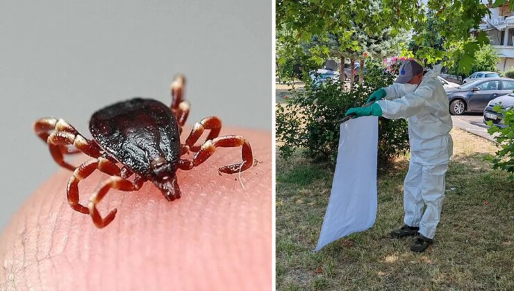 İBB’den kenelere karşı yaz mesaisi: İstanbul’da durum ne?