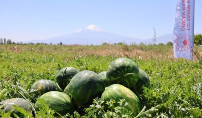 Iğdır’da hasat başladı: Kendine özgü aromasıyla biliniyor…