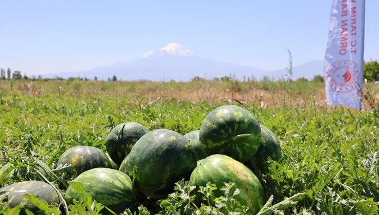 Iğdır’da hasat başladı: Kendine özgü aromasıyla biliniyor…