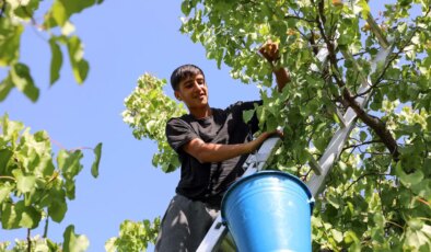 Iğdır’dan dünyanın dört bir yanına gönderiliyor: 40 bin tonun üzerinde rekolte…