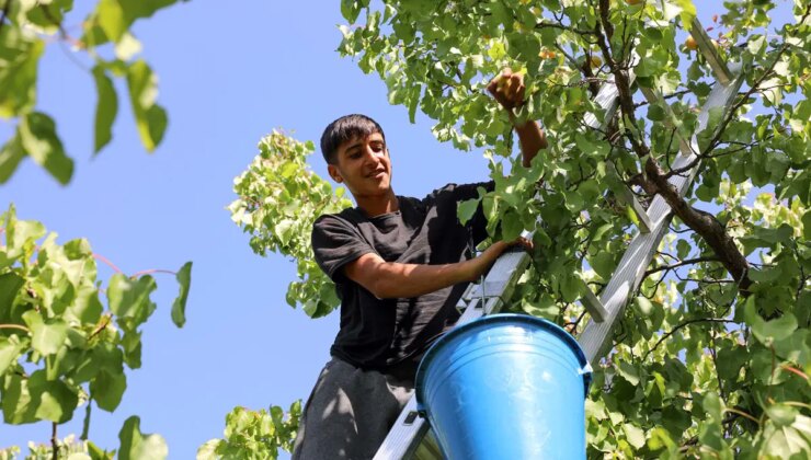 Iğdır’dan dünyanın dört bir yanına gönderiliyor: 40 bin tonun üzerinde rekolte…