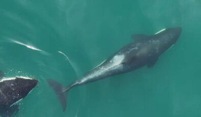 İHA görüntüleri ortaya çıkardı: Katil balinalar ilk kez alet kullandı