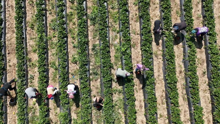 İnegöl’ün ‘kırmızı elması: Hasadı 1 ay geç başladı! 4 ülkeye ihaç ediliyor…