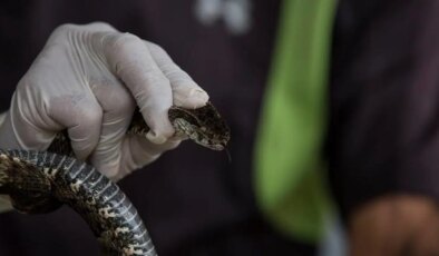 İstanbul’da yılan alarmı… Uzmanlardan kritik uyarı!