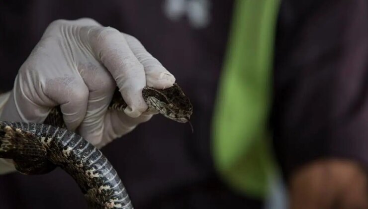 İstanbul’da yılan alarmı… Uzmanlardan kritik uyarı!